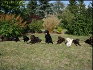 Einer tanzt aus der Reihe