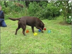 Ava findet die Leckerlis in 5 Sek.